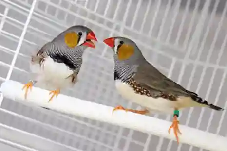 Zebra finches (C) University of South Florida/USF Health