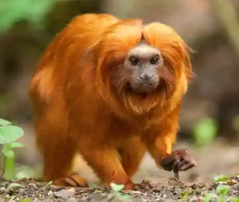 Golden lion tamarin. Credit: Shutterstock