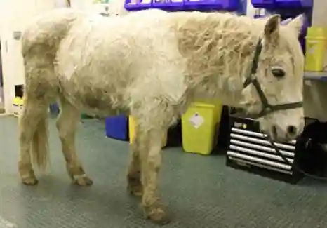 Pony with hypertrichosis. Image credit: Edd Knowles