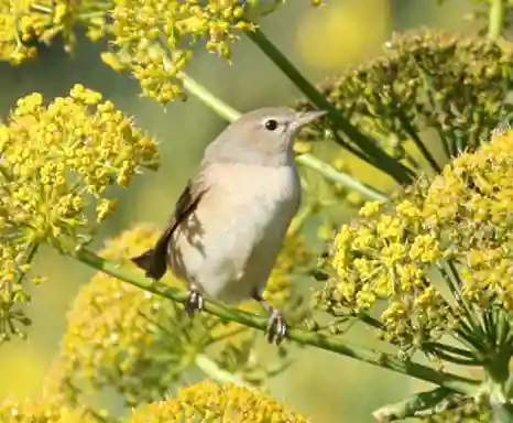 Garden warbler. Credit: Wolfgang Goymann