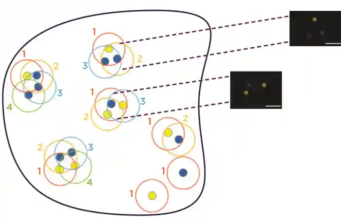 Figure 3. Post-acquisition analysis of PALM data. Nearest neighbourhood analysis shows the detection of monomers, dimers, trimers, tetramers and resulting resolved LHR molecules. Scale bar=50nm. Adapted from Methofs in Cell Biology 132 55-72