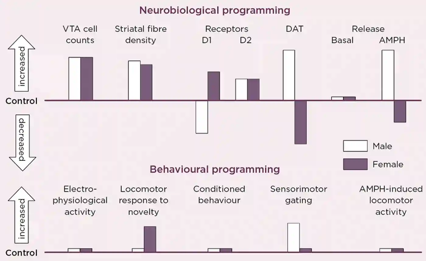 Figure 2. Schematic summary of the directional change in neurobiological and behavioural indicators of VTA dopaminergic activity in adult male and female rats after antenatal glucocorticoid treatment (AGT). Male and female rats exposed to AGT (dexamethasone, 0.5 &#181;g/ml, in drinking water on gestational days 16-19) and controls (dams received normal drinking water) were tested in adulthood. Neurobiological programming (A): The numbers of dopaminergic neurone cell bodies in the VTA and the density of their terminal fibres in the nucleus accumbens (NAc) core and shell regions of the striatum were assessed after immunostaining for tyrosine hydroxylase. Expression levels of dopaminergic receptors (D1, D2) and the dopamine transporter (DAT) in the NAc core and shell were assessed using autoradiography. Basal and amphetamine-stimulated DA efflux was measured using in vivo microdialysis. Behavioral programming (B): Electrophysiological measurements in vivo included extracellular recordings from individual putative DA neurons in the VTA of adult male rats and assessments of spike width, firing rate, inter-spike intervals and percentage of action potentials in spike bursts. Tests of conditioned behavior involved Pavlovian learning in response to appetitive cues predictive of food (autoshaping) and cocaine self-administration using a fixed schedule of reinforcement with ascending doses of cocaine. Sensorimotor gating was tested by analyzing efficacy of a weak sensory stimulus to inhibit a reflexive motor response to a subsequent intense sensory event (pre-pulse inhibition of acoustic startle). Locomotor activity induced by intra-peritoneal injections of amphetamine (0, 0.2, 0.4, 0.8 and 1.2 mg/Kg) was recorded using photocell chambers. For full details see Virdee et al 2014 Neuropsychopharmacology 39 339-350.