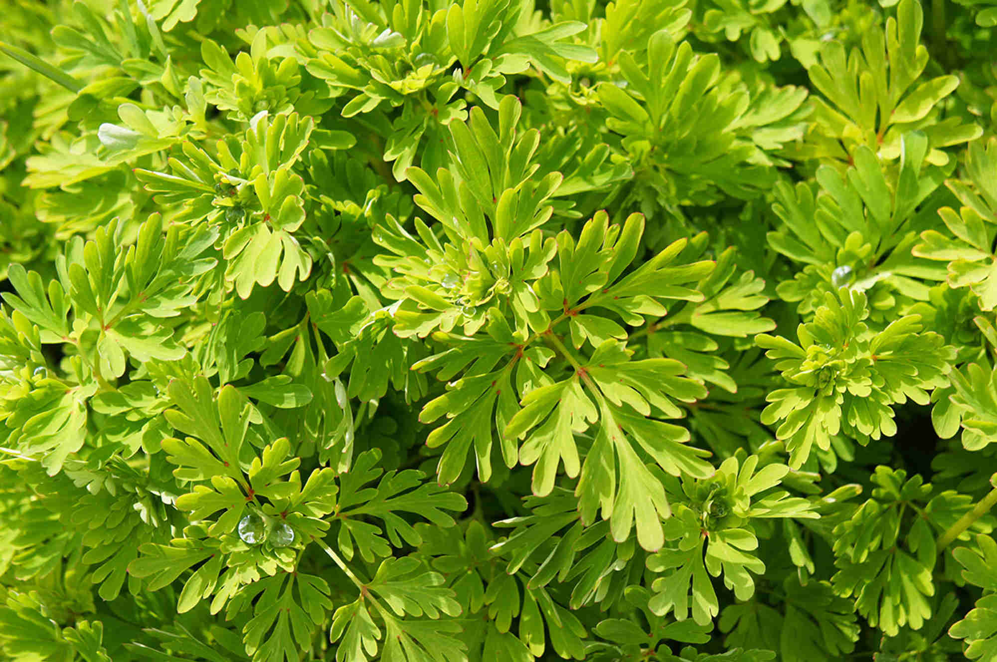 Artemesia. Credit: Shutterstock