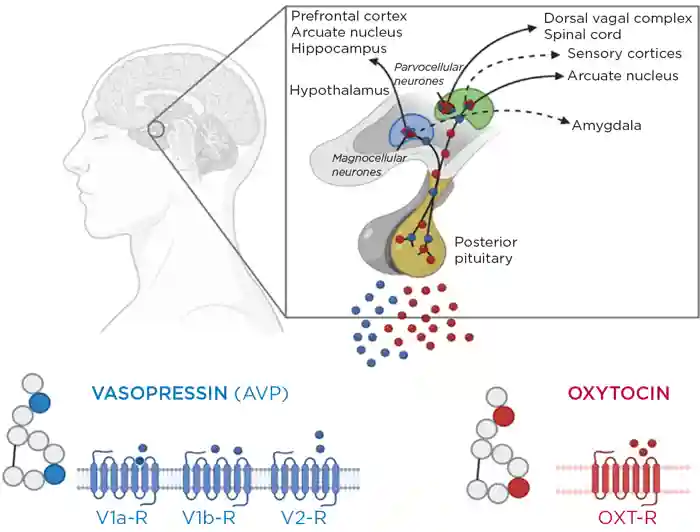 diagram of the hypothalamic–posterior pituitary axis