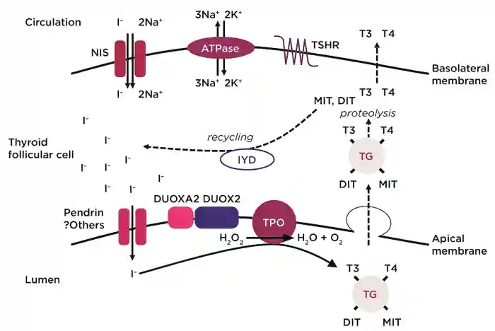 P8 Figure 1.jpg