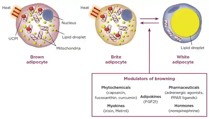 The three distinct types of fat cell and examples of agents that ‘brown’ white adipocytes (FGF21, fibroblast growth factor-21; PPAR, peroxisome proliferator-activated receptor). &#169;M. Christian