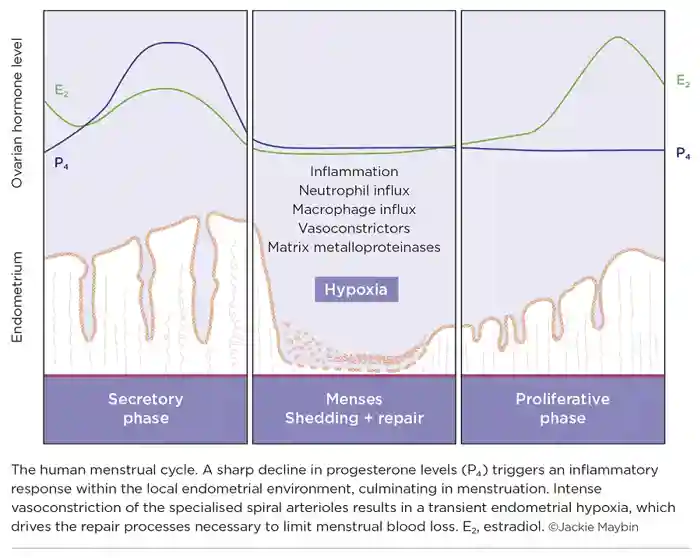 The Endocrinologist 127 P14.jpg