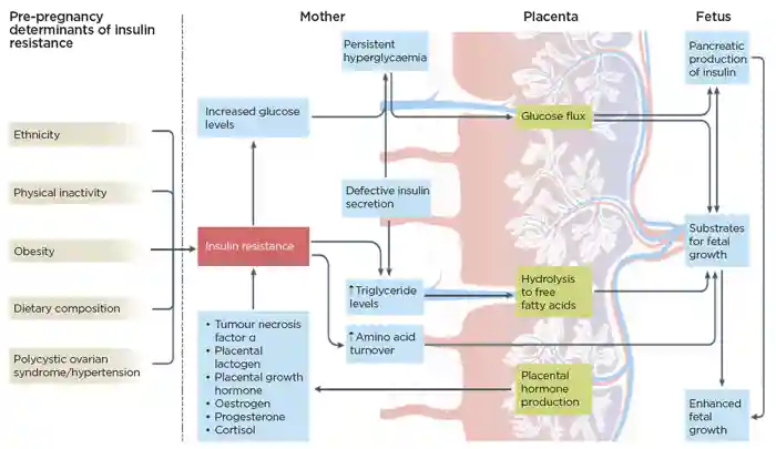 Factors contributing to maternal resistance and fetal growth. Reprinted by permission from Springer, Nature Reviews Endocrinology 12(9) Gestational diabetes mellitus: does an eﬀective prevention strategy exist? Rochan Agha-Jaﬀar, Nick Oliver, Desmond Johnston, Stephen Robinson @Springer Nature 2016