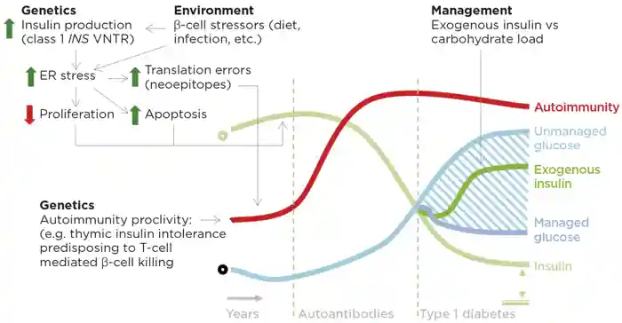 Figure 2. Potential role of insulin in autoimmunity and type 1 diabetes. On a background of genetic autoimmunity susceptibility, increased insulin production driven in part by at-risk VNTR (variable number tandem repeat) alleles and, we speculate, in part by diet leads to a cell autonomous stress on β-cell insulin production capacity that increases the chances of errors and decreases β-cell proliferation in a critical window for the development of thymic tolerance and insulin secretion capacity respectively. Type 1 diabetes management should consider carbohydrate load, exogenous insulin and residual endogenous insulin (indicated by double-headed arrow to double line, bottom right). ER, endoplasmic reticulum; green circle denotes normal insulin; black circle represents the norm for other features. &#169; J D Johnson &amp; J A Kushner