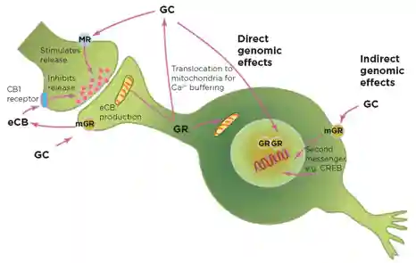 Figure 2. Glucocorticoids (GC) have multiple roles and mechanisms of action besides direct and indirect genomic regulation. These include mediating direct release of the neurotransmitter glutamate, activation of endocannabinoid (eCB) secretion that feeds back on presynaptic glutamate and GABA (γ-aminobutyric acid) release, and actions on mitochondria. &#169;BS McEwen