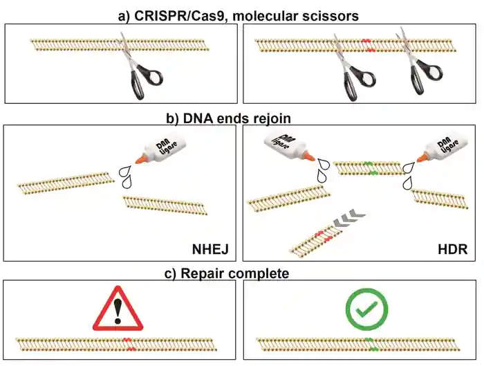 A simplified schematic of CRISPR/Cas9-directed genome editing. (a) CRISPR/Cas9 complex is used to target genomic DNA breaks, like ‘tiny molecular scissors’. (b) DNA breaks can be repaired by either nonhomologous end joining (NHEJ, left) or homology-directed repair (HDR, right). (c) NHEJ is error prone, resulting in mutations in targeted genes, permitting gene function experiments. HDR can be used to replace genetic information, mimicking or correcting pathogenic sequences (e.g. for disease model