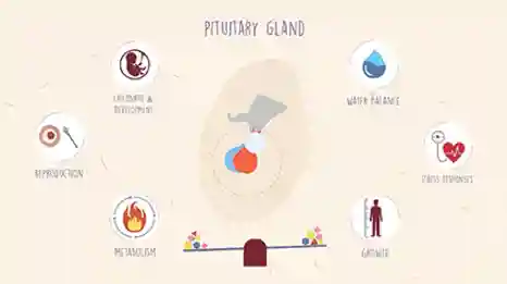 Pituitary Gland Video