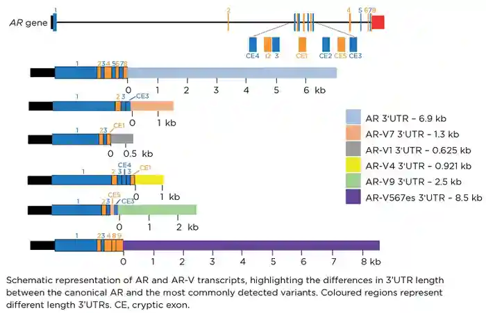 Endocrinologist 137 p8.jpg