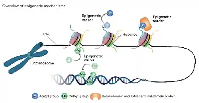 Endocrinologist 137 p11.jpg