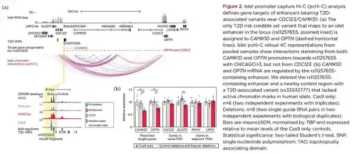 Endocrinologist 137 p24 (2).jpg