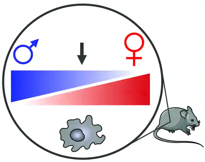 The behaviour of macrophages in the peritoneal cavity is influenced by the sex of the organism. Credit: Calum Bain and Servier Medical Art