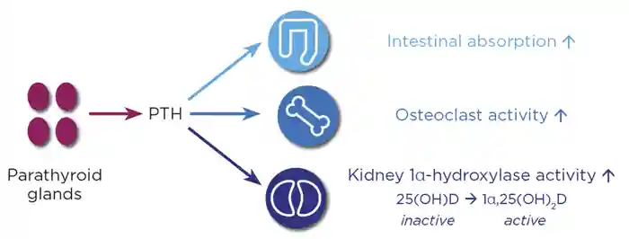 Figure 2. PTH secreted from the parathyroid glands stimulates 1α-hydroxylase in the kidneys to activate 25-hydroxylated vitamin D to 1α,25-dihydroxylated vitamin D.