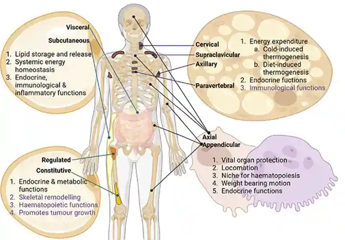 Figure. The distribution and function of WAT, BAT, BMAT and the skeleton. Each depot has specific roles as indicated, with putative functions highlighted in purple. In the skeleton, the bone-forming osteoblasts (pink) and bone-resorbing osteoclasts (purple) are shown. Created in BioRender