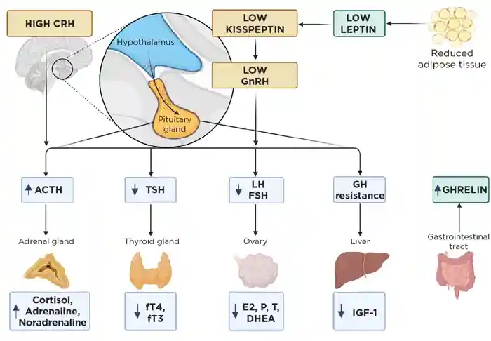 Figure 1. Endocrine imbalance in FHA usually occurs secondary to calorie restriction with low weight in anorexia, excess exercise or high stress. CRH, corticotrophin-releasing hormone; DHEA; dehydroepiandrosterone; E2, oestradiol; FSH, follicle-stimulating hormone; fT3, free tri-iodothyronine; fT4, free thyroxine; GH, growth hormone; GnRH, gonadotrophin-releasing hormone; LH, luteinising hormone; P, progesterone; T, testosterone; TSH, thyrotrophin. Created with BioRender