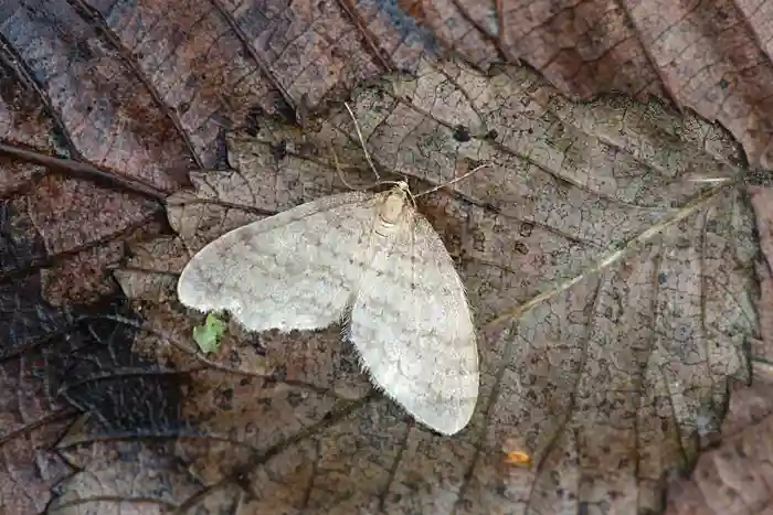 Moth on leaf