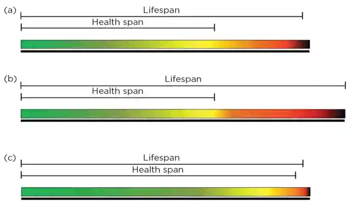 Figure 1. Differing approaches to treating populations of increasing age. Colours represent the relative health of an individual (green = good health ranging to dark brown = poor health). (a) The normal lifespan of an average person with reported years of poor health and disability. (b) A medical focus on lifespan extension only. (c) A medical focus on extension of health span only.10