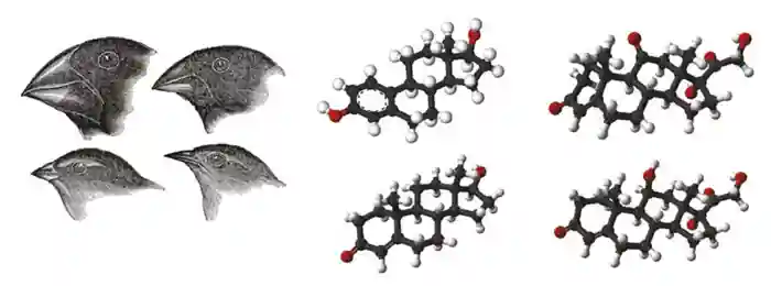 Figure. Darwin noted that finches on the Gal&#225;pagos Islands had beaks of various sizes and shapes that were highly adapted to different food sources. Subtle differences in the stereochemical structures of steroid hormones such as those illustrated confer radical differences in target-tissue specificity and potency, consistent with an evolutionary pattern of steroid signalling in the endocrine system.