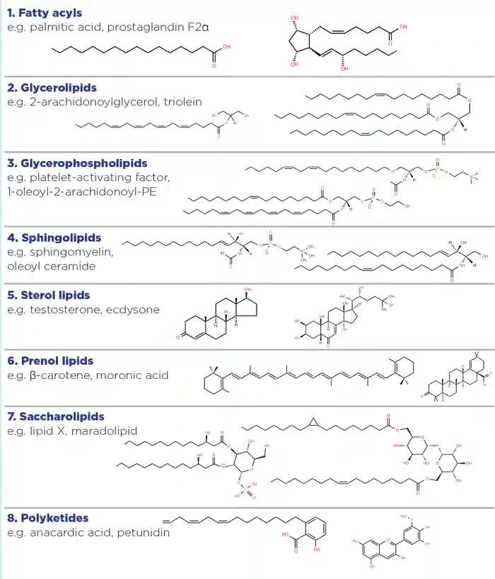 Figure 1. The eight LIPID MAPS categories to classify lipids, and examples of each.