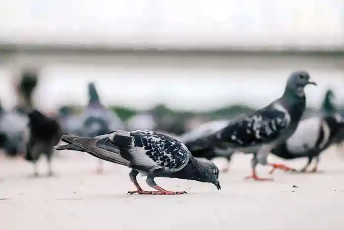 Rock pigeons