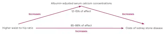 Figure. Higher waist-to-hip ratio has a causal effect to increase the odds of kidney stone disease, which is partially mediated via increasing serum calcium concentrations.