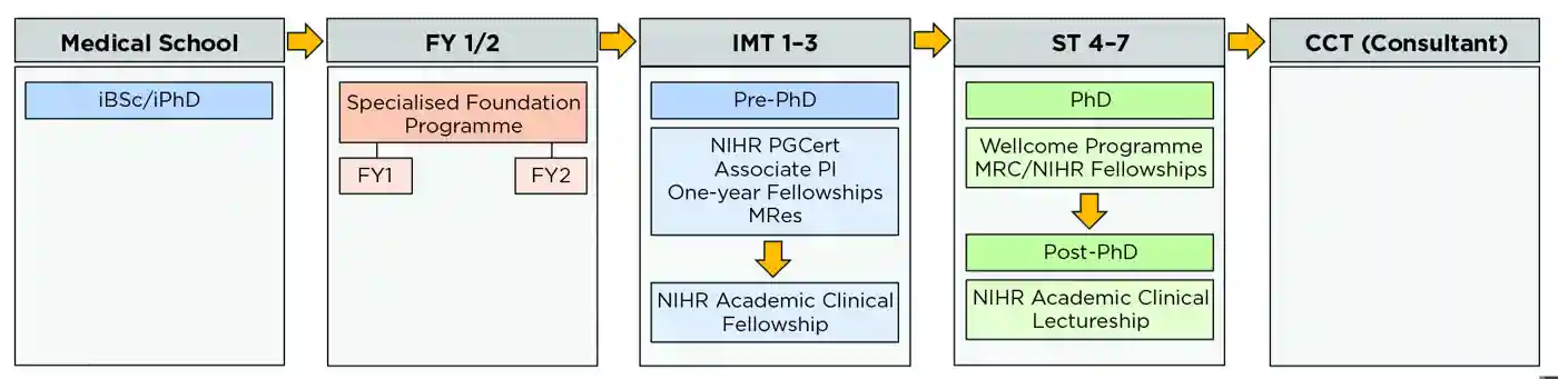 Possible opportunities for trainees to gain experience in clinical academic training. Associate PI, associate principal investigator; FY 1/2, foundation years 1/2; iBSc/iPhD, intercalated BSc/PhD; IMT 1–3, internal medicine training years 1–3; MRes, Master of Research; NIHR PGCert, NIHR Postgraduate Certificate; ST4–7, specialty training years 4–7.