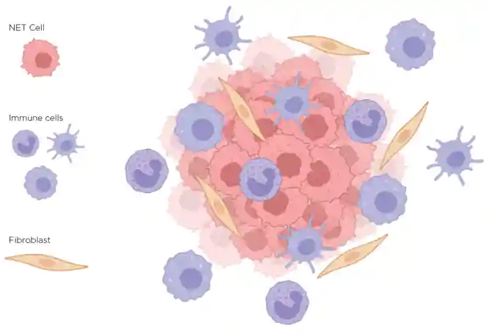 The NET microenvironment. Created by the author using BioRender