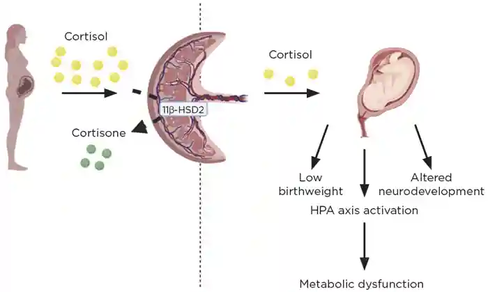 Maternal blood cortisol (yellow circles) reaches the placenta where it is partially metabolised by 11β-HSD2 into the inactive cortisone (green circles). An increase in cortisol transfer to the fetus (due to increased maternal levels, or reduced inactivation) results in low birthweight, long term activation of the HPA and alterations in development of the limbic system. This links the in utero environment with adult health and disease. Figure created with BioRender.com