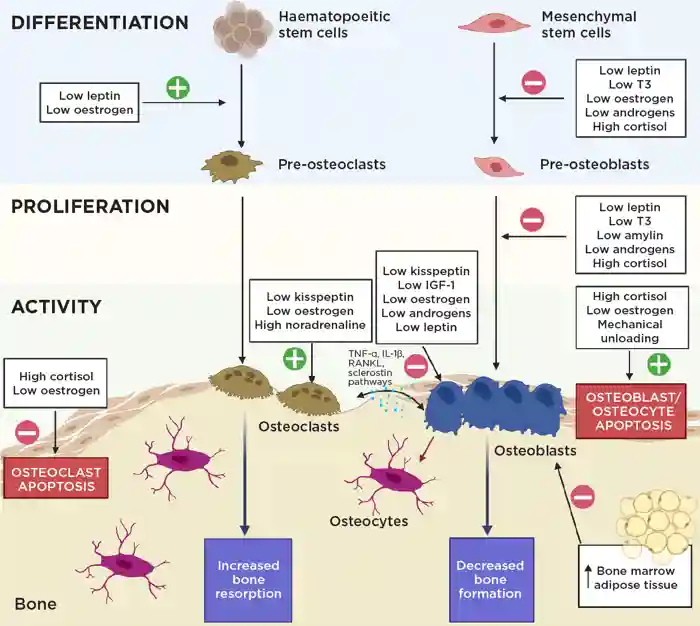 Figure 2. The endocrine imbalance in FHA negatively affects bone homeostasis through a variety of mechanisms. IGF-1, insulin-like growth factor-1; IL-1β, interleukin-1β; T3, tri-iodothyronine; TNF-α, tumour necrosis factor-α. Created with BioRenderFigure 2. The endocrine imbalance in FHA negatively affects bone homeostasis through a variety of mechanisms. IGF-1, insulin-like growth factor-1; IL-1β, interleukin-1β; T3, tri-iodothyronine; TNF-α, tumour necrosis factor-α. Created with BioRender